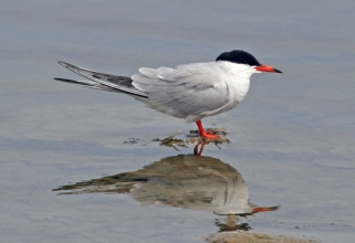 common tern