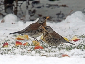 fieldfare