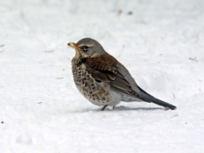 fieldfare fieldfare