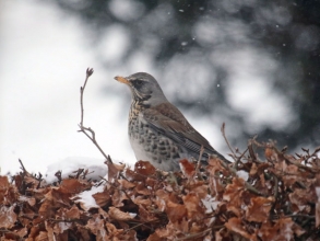 fieldfare3 fieldfare3
