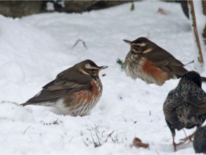 redwing