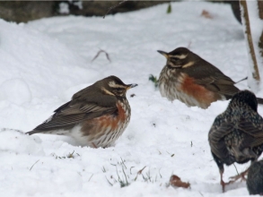 redwing redwing