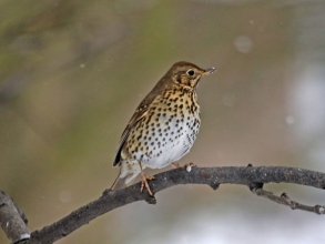 song thrush
