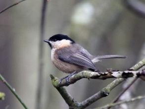 willow tit willow tit