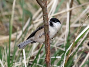 willow tit2 willow tit2