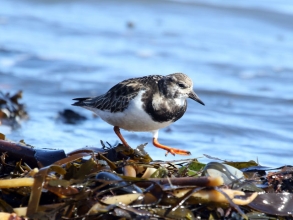 Turnstone2