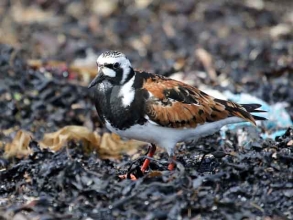 turnstone summer plumaged