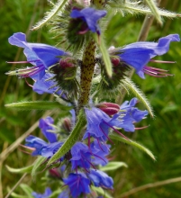 Viper's Bugloss_edited-1