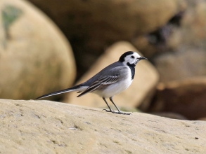 white wagtail