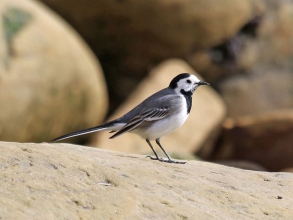 white wagtail white wagtail