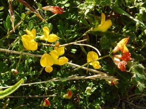 Bird's-foot Trefoil