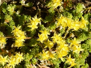 Biting Stonecrop