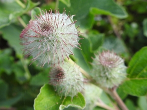 Burdock