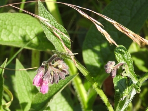 Comfrey