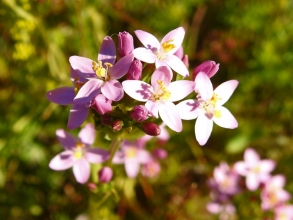 Common Centaury