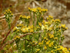 Common Ragwort