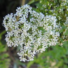 Cow Parsley