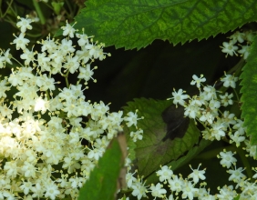 Elder