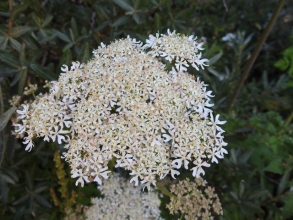 Hogweed