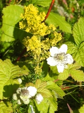 Lady's Bedstraw