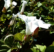 Large Bindweed