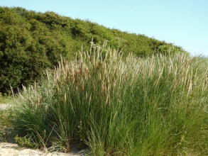 Marram