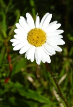 Oxeye Daisy