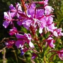 Rosebay Willowherb