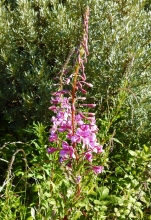 Rosebay Wilowherb 1