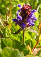 Selfheal