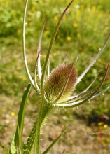 Wild Teasel