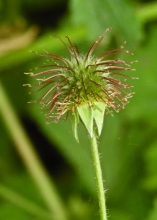 Wood Avens (Fruit)