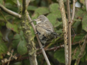 Barred-Warbler-1-Jimmy-Steele-gallery