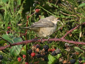 Barred-Warbler-2-Jimmy-Steele-gallery