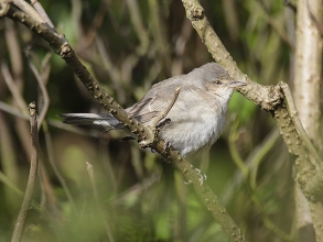 Barred-Warbler-3-Jimmy-Steele-gallery