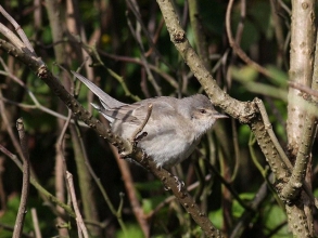Barred-Warbler-Roger-Foster-gallery Barred-Warbler-Roger-Foster-gallery