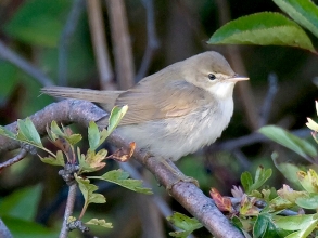 Blyths-Reed-Warbler-1-Jimmy-Steele-gallery