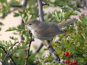 Blyths-Reed-Warbler-2-Jimmy-Steele-gallery