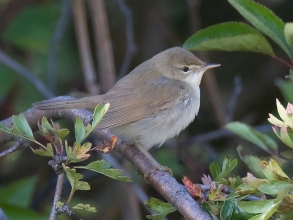 Blyths-Reed-Warbler-3-Jimmy-Steele-gallery