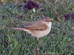 Siberian Chiffchaff