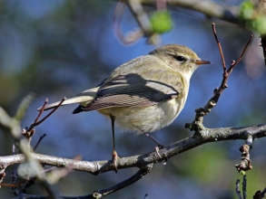 chiffchaff Spital chiffchaff Spital