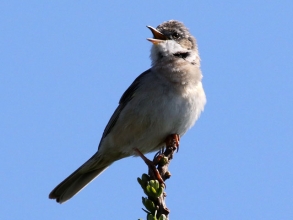 common whitethroat common whitethroat