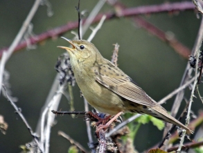 grasshopper warbler3 grasshopper warbler3