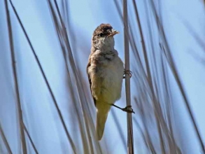 reed warbler reed warbler