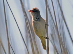 reed warbler2