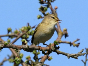 willow warbler Spital