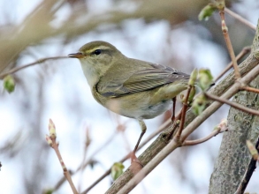 willow warbler2