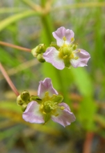 Water Plantain_edited-1