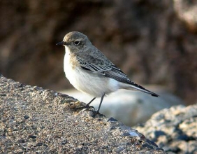 Pied-Wheatear-1-Jimmy-Steele-gallery