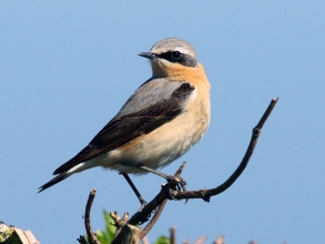 wheatear